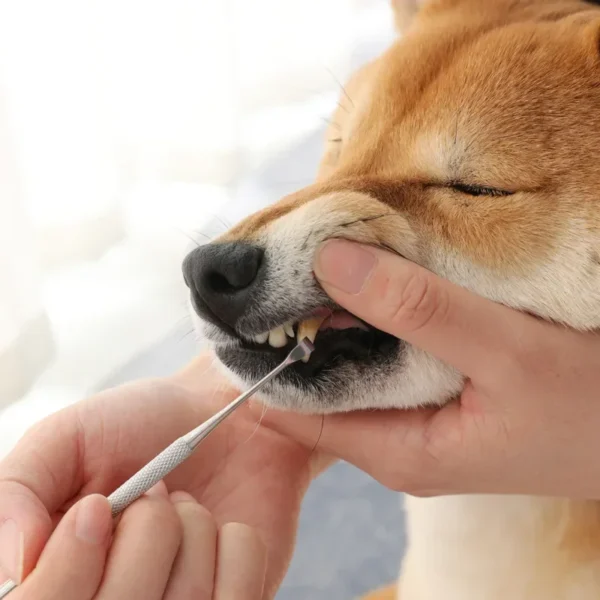 Dog Toothpaste: Tartar Remover Tools for Fresh Breath - Image 2